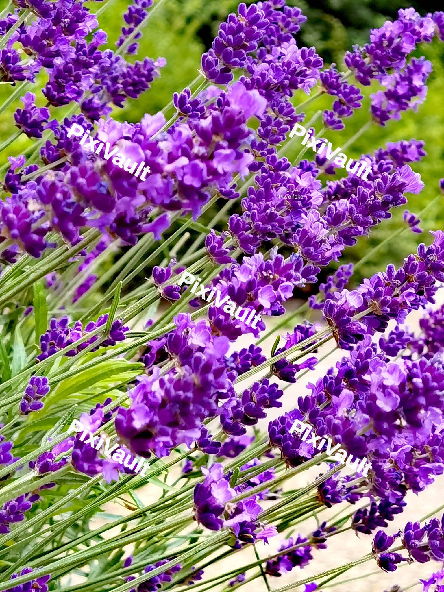 Lavendar Flower